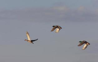 stockenten im flug kanada foto