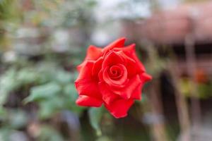 Schöne rote Rosen blühen im Rosengarten foto