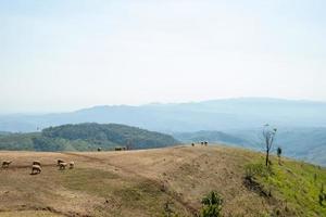 Schaffarm auf Doi Chang, Chiang Rai, Thailand foto