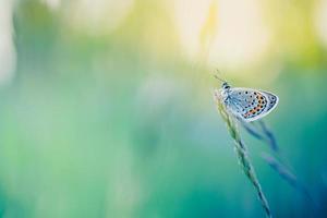 Natur Nahaufnahme Makro Hintergrundkonzept. ruhige, beruhigende sommerwiese und schmetterling auf verträumtem, weichem pastellfarbenem hintergrund. inspirierende Natur szenisch. foto