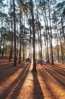 Pinienwald und Campingplatz am Morgen foto