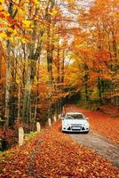 weißes Auto auf einem Waldweg. Goldener Herbst foto