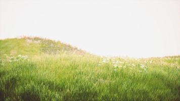 schönes Wiesenfeld mit frischem Gras foto