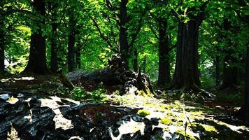 grüne waldlandschaft mit der sonne, die schöne strahlen durch das laub wirft foto