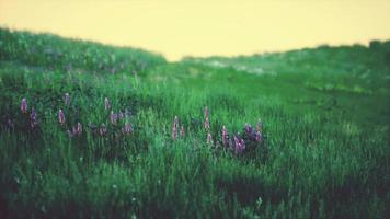 schönes Wiesenfeld mit frischem Gras foto