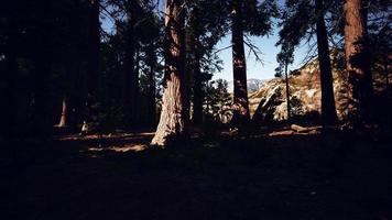 riesige Sequoia-Bäume, die im Sequoia-Nationalpark über dem Boden aufragen foto