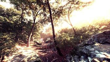 schöne grüne Waldlichtung im Licht der Sonne foto