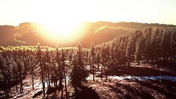 Gebirgstal mit Kiefernwald gegen die fernen Kämme foto