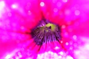 Regentropfen auf einer blühenden Blume im malerischen Saskatchewan foto