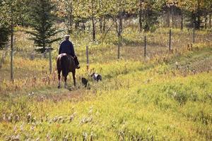 frau, die ihr pferd und ihre hunde ausübt, ne von chetwynd foto