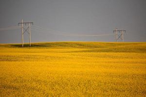 Gewitterwolken über einer Rapsernte in Saskatchewan foto