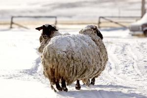 schneebedeckte Schafe im ländlichen Alberta foto