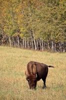 Bisons grasen im malerischen Zentrum von Saskatchewan foto