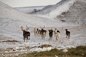 Damwild im Winter foto