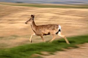 Mule Deer Doe trabt durch das Feld von Saskatchewan foto