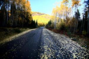 Herbstfarben entlang der Northern British Columbia Road foto