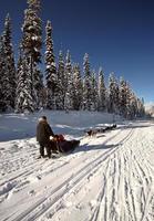 Hundeschlittenrennen in Alberta foto