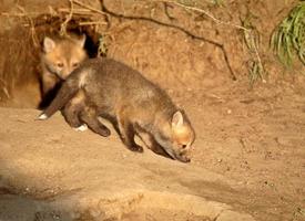 Rotfuchs-Kits am Höhleneingang in Saskatchewan foto