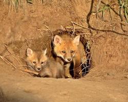 Rotfuchs-Kits am Höhleneingang in Saskatchewan foto