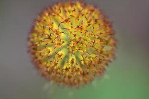 Wildblumen im malerischen Alberta foto