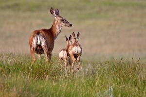 Maultierhirsch mit Kitzen in Saskatchewan foto