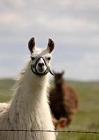 Lama in der Nähe von Stacheldrahtzaun im malerischen Saskatchewan foto