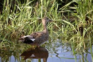 weibliche Schnatterente in einem Teich in Saskatchewan foto