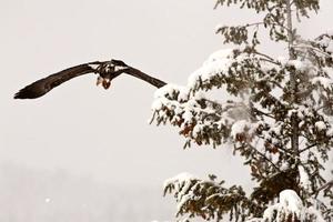 Weißkopfseeadler im Flug foto