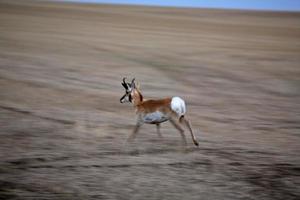 männliche Gabelbockantilope, die im Feld in Saskatchewan läuft foto