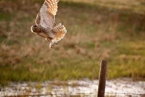 Virginia-Uhu auf der Flucht vom Zaunpfosten in Saskatchewan foto