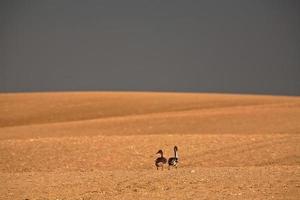 Spießrutenpaar beim Spaziergang in Saskatchewan foto