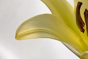 eine Lilie in voller Blüte im malerischen Saskatchewan foto