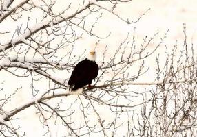 Weißkopfseeadler thront im Baum foto