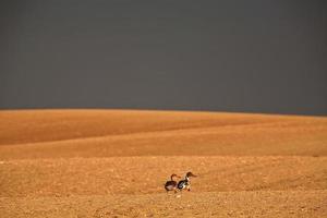 Spießrutenpaar beim Spaziergang in Saskatchewan foto