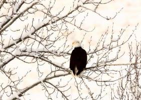 Weißkopfseeadler thront im Baum foto