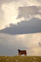 Gewitterwolken über Saskatchewan foto