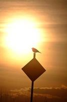 Vogel, der von der aufgehenden Sonne in Saskatchewan silhoutted wird foto