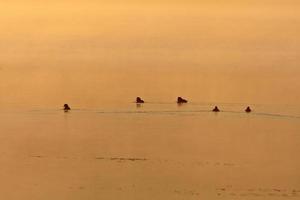 Enten am Teich bei Sonnenuntergang foto