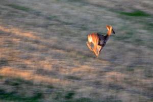 Maultierhirsche im Flug in einem Feld von Saskatchewan foto