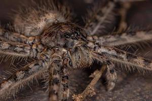erwachsene weibliche Trechaleid-Spinne foto