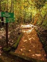 Wanderweg durch einen Wald foto