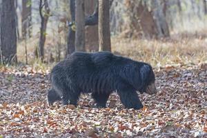 Lippenbär, der im Wald umherwandert foto