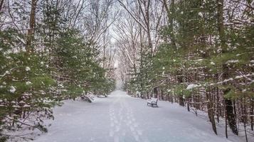 Wanderweg komplett mit Schnee bedeckt foto