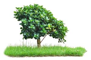 grüner Baum auf Gras isoliert auf weißem Hintergrund. mit Beschneidungspfad foto