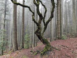 Magischer Nebelwald und Bäume mit ungewöhnlichen Formen, die durch rauen Wind und Umwelt verursacht werden. Reise um die Welt und entdecke ihre Wunder. Hintergrund und Tapete. märchenhafter Ort. Madeira, Portugal. foto