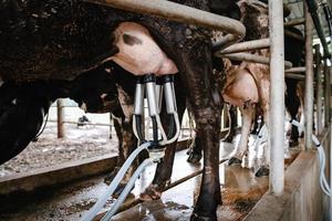 Milchvieh- und Hüttenindustrie, Kuhmelken von Rohmilch mit Anlagenausrüstungsmaschine in Rinderfarm. Vieh- und Landwirtschaftsunternehmer. foto