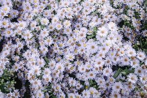 Nahaufnahme des blühenden Hintergrundes der Asterblumen, schöner Blumenfrühling im Garten. Natürliche Blumenpflanzenblüte im Feldgarten. selektiver fokus von asterblumendetail foto