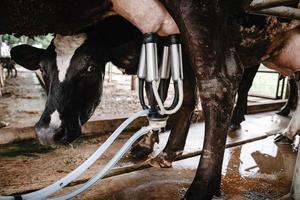 Milchvieh- und Hüttenindustrie, Kuhmelken von Rohmilch mit Anlagenausrüstungsmaschine in Rinderfarm. Vieh- und Landwirtschaftsunternehmer. foto