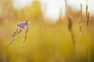 fantastische naturnahaufnahme, sommerblumen und schmetterling unter sonnenlicht. helles Unschärfenatursonnenuntergangnaturwiesenfeld mit Schmetterling als Frühlingssommerkonzept. wunderbare sommerwiese inspirieren die natur foto