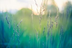 gelbe Wildblumen und grüne Wiese im Waldhintergrund im Abendsonnenlicht, verschwommene Frühlingssommerlandschaft. traum bokeh natur nahaufnahme, idyllisches abenteuer naturlandschaftlich. foto